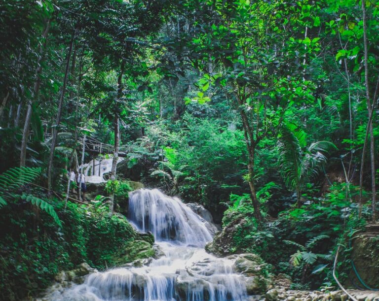 22 De Junio Día Internacional De Los Bosques Tropicales Naturlii 22 3695