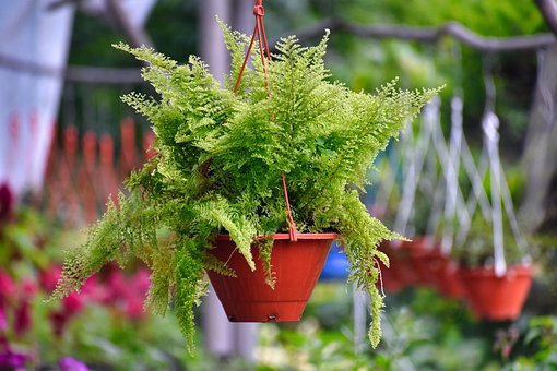 plantas colgantes para decorar el de tu casa | Naturlii