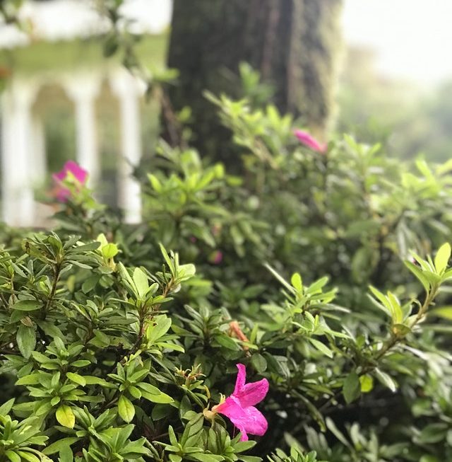 plantas balcon verde