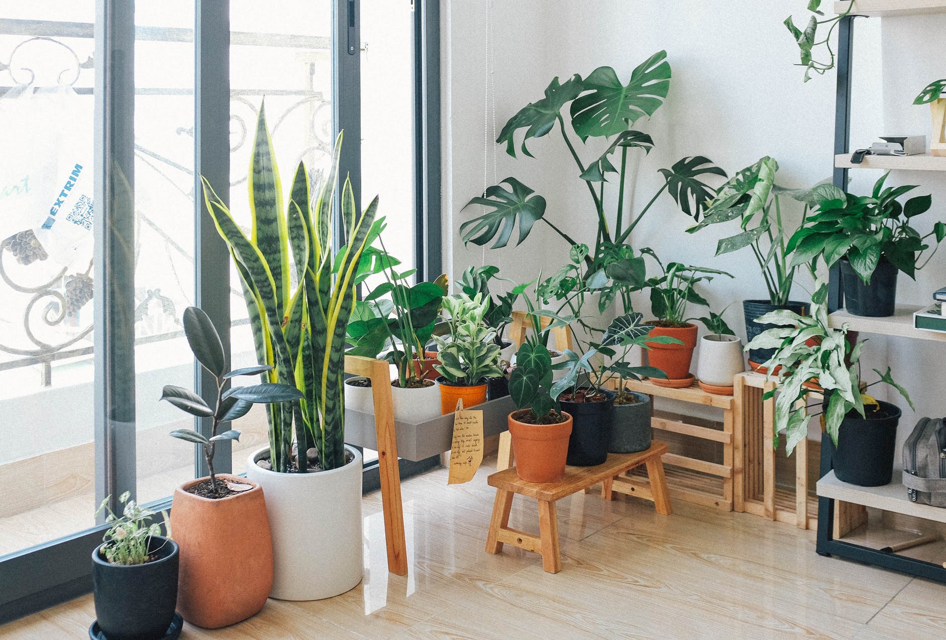 10 plantas de interior fáciles de cuidar y con estilo – The Home Depot Blog